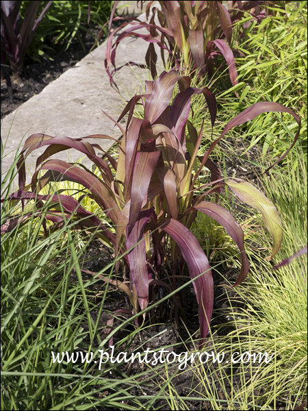 Japanese Striped Corn (Zea mays var japonica)
The plants in this garden were not striped.  Photograph was taken early June.  Maybe the striping will take place later on.